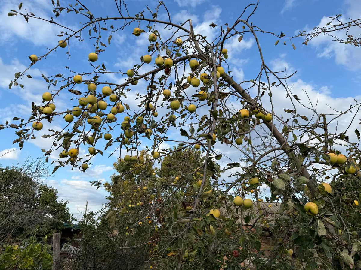 Обматываю яблони и груши фольгой в ноябре. Весной дерево точно чистое, цветёт и радует богатым урожаем
