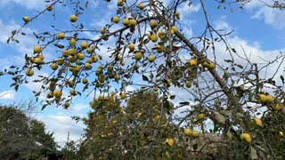 Обматываю яблони и груши фольгой в ноябре. Весной дерево точно чистое, цветёт и радует богатым урожаем
