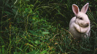 В Пензенской области пересчитали животных после зимы