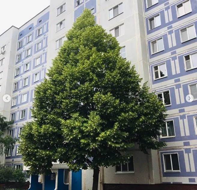 Вы просили, мы спилили: в Нижнекамске дерево около дома закрывало свет