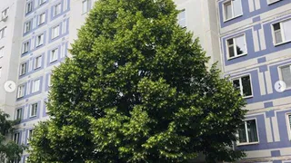 Вы просили, мы спилили: в Нижнекамске дерево около дома закрывало свет