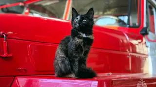 В одном из городов Челябинской области появился пушистый пожарный 