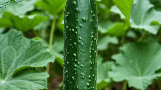 Не гибрид, а «бычок-производитель»: плеть полностью увешана огурцами в зной и холод — «выдает» плоды на 41 день