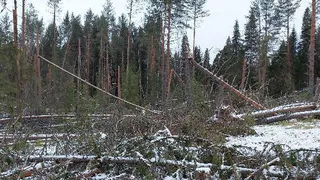 В Коми назвали основные причины уничтожения и повреждения леса