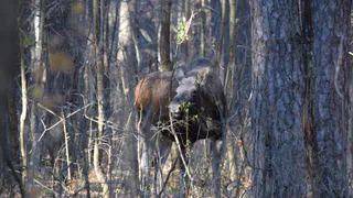 В прошедшие выходные в Пензенской области в ДТП погиб лось