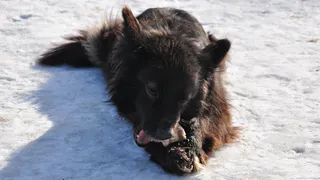 Осторожно - в центре города обнаружены случаи отравления собак