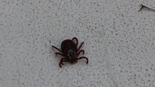 Клещ не дремлет: в Рязанской области отмечено три случая боррелиоза