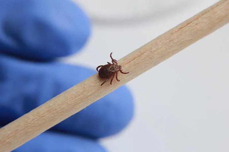 Клещи могут быть гораздо опаснее, чем считалось ранее