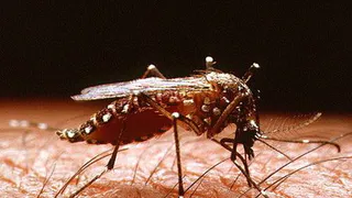 Предупреждаем: бойтесь желтой лихорадки!