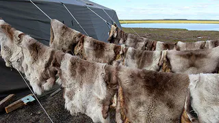 В Коми будут шить сумки из оленьих шкур