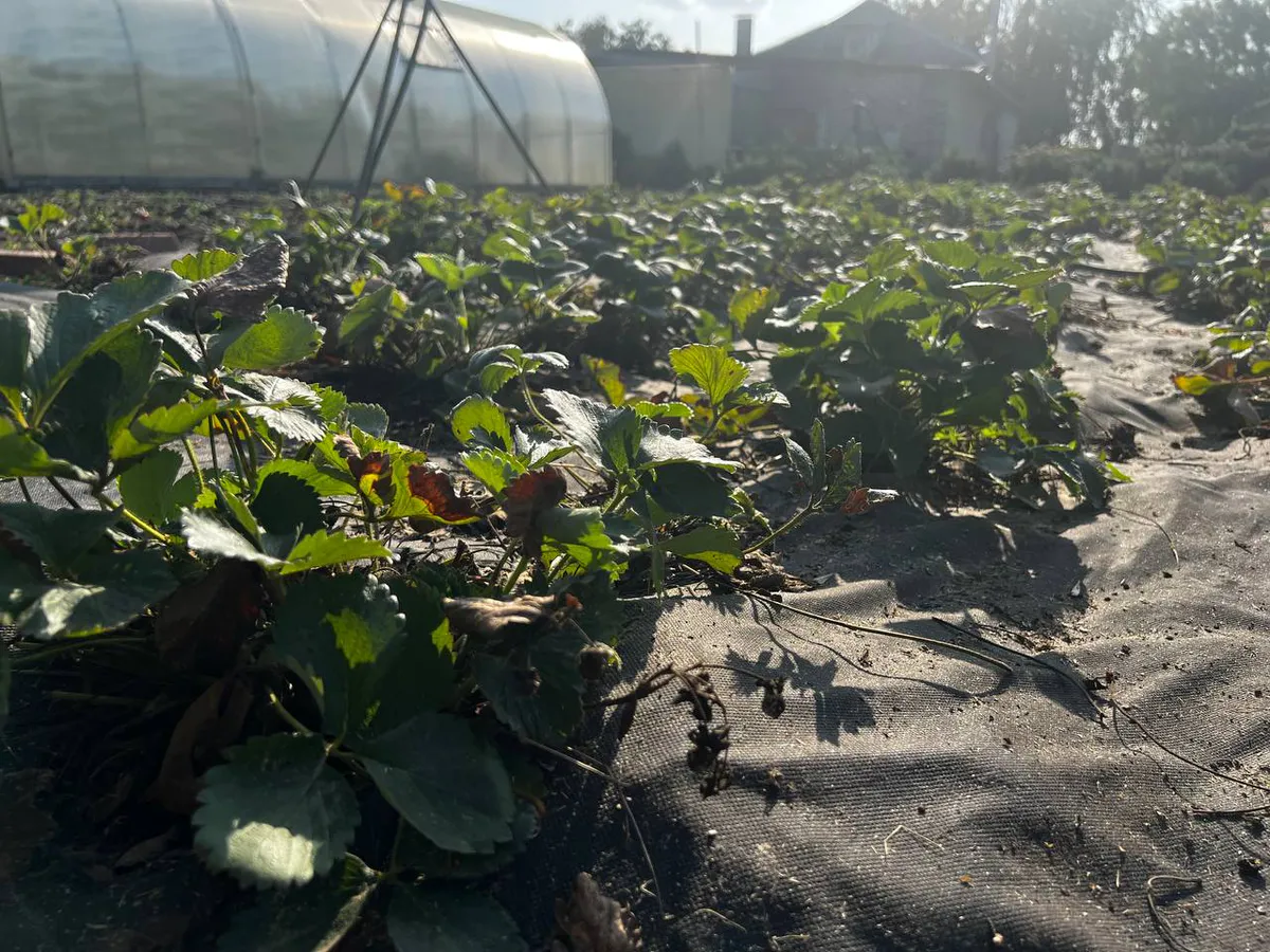 2 ложки на ведро - и клубника завалит урожаем: эксперты уверяют, что крупных и сладких ягод будет уйма, хоть косой коси