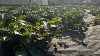 Весенняя посадка клубники: сделайте так — и урожай впечатлит даже бывалых огородников