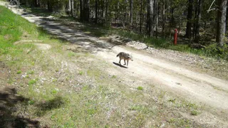 В Окском заповеднике фотоловушка засняла волка, медведя и кабанят