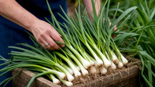 Каждую неделю снимаю урожай зеленого лука благодаря этим помощникам - зимой свежая зелень всегда под рукой