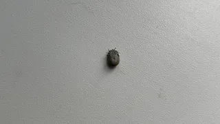 В Магнитогорске зафиксирован первый в сезоне случай присасывания клеща