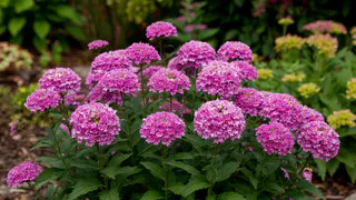 Цветёт до холодов и не капризничает: этот роскошный многолетник для ленивых сам украсит сад — поливать не нужно 