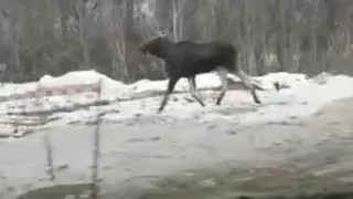 На Северной окружной дороге вновь засняли обеспокоенного лося