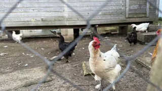 Вместо привычной воды даем курицам это: молодки несутся как бешеные — каждая по 7 яиц в неделю