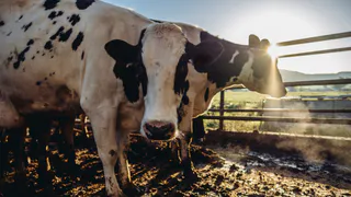 Избежать эпидемии: в России ужесточили штрафы за нарушения в обращении с отходами животноводства