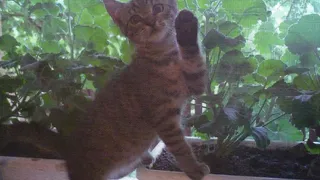 2 ложки на 1 стакан: москитная сетка стала как новая — даже тереть и снимать с окна её не пришлось