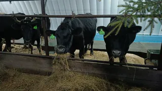 В Коми сильно увеличилась господдержка сельхозкооперативов