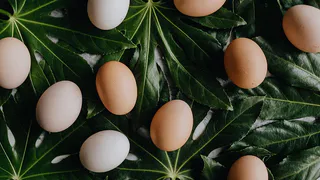 Яичная скорлупа в садоводстве: преимущества и недостатки