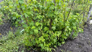 Брызгаю на смородину — до конца сезона не вспоминаю про тлю: гора крупных сладких ягод обеспечена на всё лето