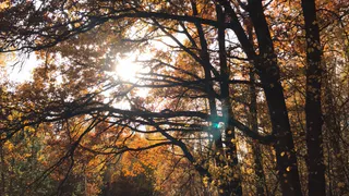 15 октября в Рязанской области ожидается потепление до +17