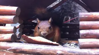 В парк "СемьЯ" в Нижнекамске привезли белок