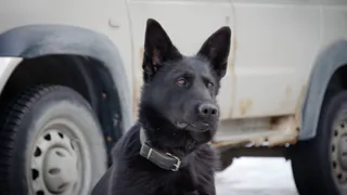 В Пензенской области кинологи Росгвардии отработали поиск взрывных устройств