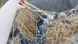 Беру старую бутылку — и сажаю 300 зубчиков озимого чеснока разом: на идеальную лунку уходит пара секунд