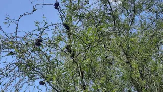 На Лыбедском бульваре в Рязани засняли пораженные шелкопрядом деревья без листьев