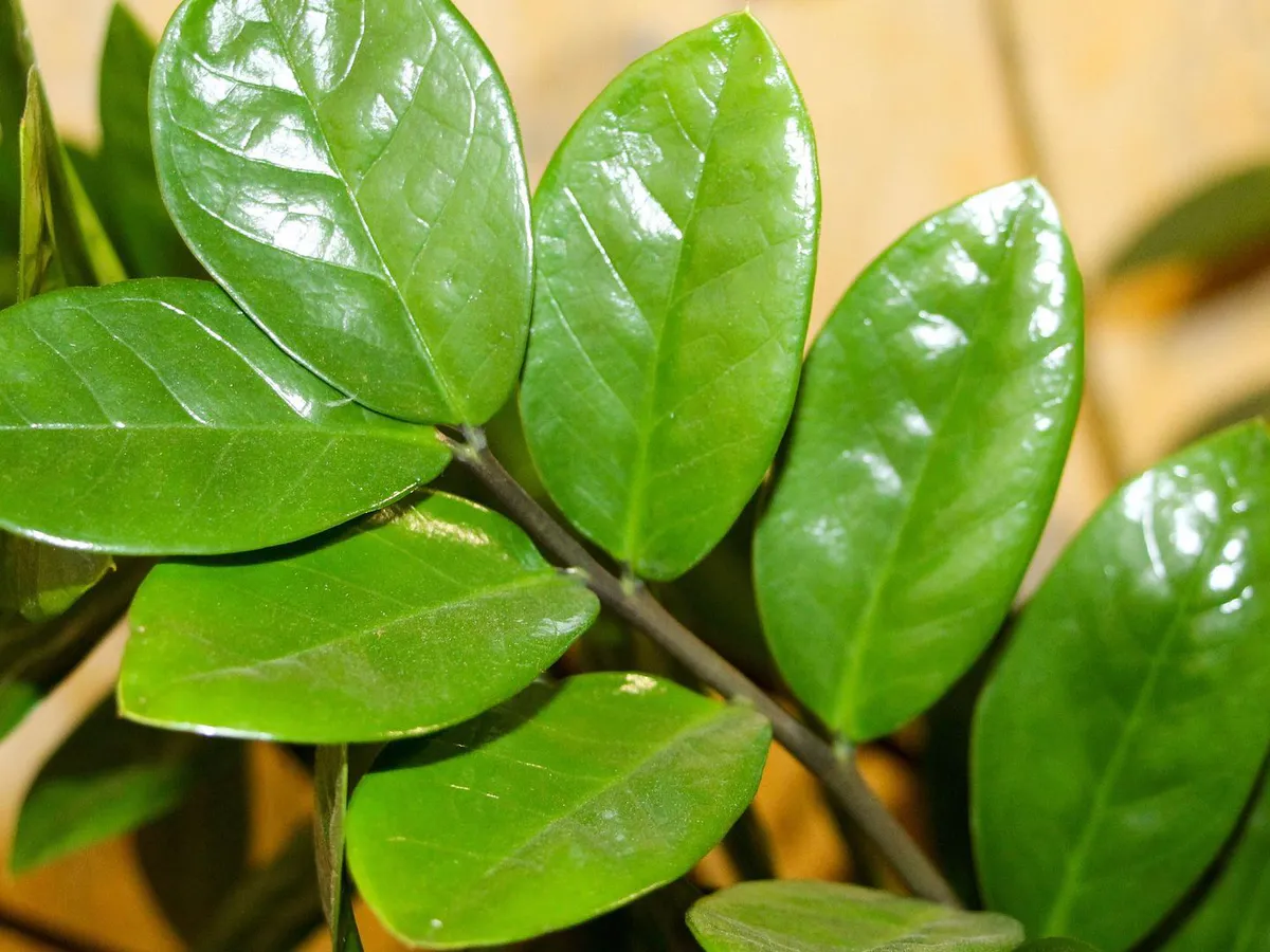 Плеснула в горшок, и замиокулькас — просто «торопыжка»: новые побеги так и прут вне очереди — потолок скоро пробьют