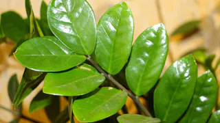 Плеснула в горшок, и замиокулькас — просто «торопыжка»: новые побеги так и прут вне очереди — потолок скоро пробьют