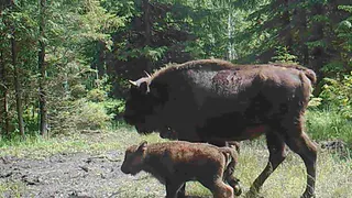 Во Владимирской области фотоловушка засняла зубрят в заказнике