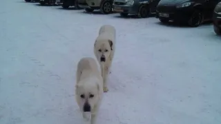 Опасно! В районе Недостоево бегают два алабая