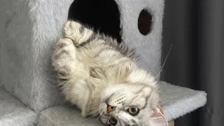 Fix Price запустил новую категорию товаров для питомцев — игрушки по 499 ₽, миски с забавными надписями по 229 ₽: понравилось почти всё