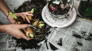 Корни ощетинятся: черенки в раствор и укоренится что угодно