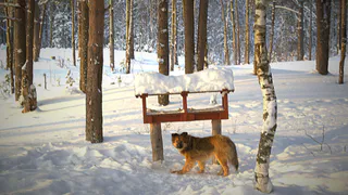 Как в Коми решают проблему бездомных животных: реальные истории и новые инициативы