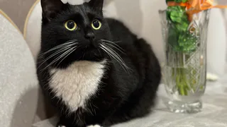 Кошка топчет вас лапками? Вот что это значит на самом деле