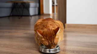 Скучает ли кошка одна без хозяина - всем владельцам нужно запомнить раз и навсегда