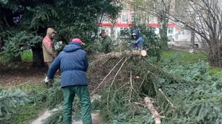 Во Владимире поваленые ветром деревья повредили электрические провода