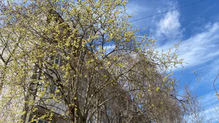 Последняя неделя апреля принесет в Коми тепло и порывистый ветер