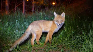 Гостья города — Лиса Патрикеевна