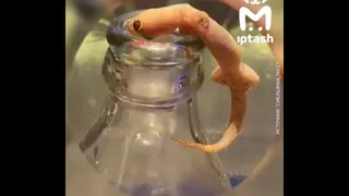 Жительница Казани чуть не проглотила ящерицу в Таиланде