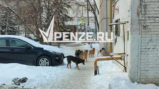 Стая бродячих собак чуть не разорвала четвероклассника в Терновке