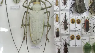 На брянской таможне задержали украинца с жучками