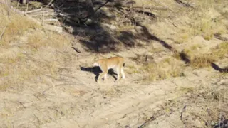 В Рязанской области на камеру Окского заповедника попала рысь