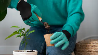 Добавляю крошку в горшок — и бутоны герани лезут даже на молодых черенках, а листва не пожелтеет