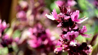 Посадила вместо сирени и не могу нарадоваться: кустарник-коротышка цветет по месяцу 2 раза за сезон — чудо как красив